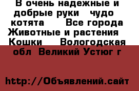 В очень надежные и добрые руки - чудо - котята!!! - Все города Животные и растения » Кошки   . Вологодская обл.,Великий Устюг г.